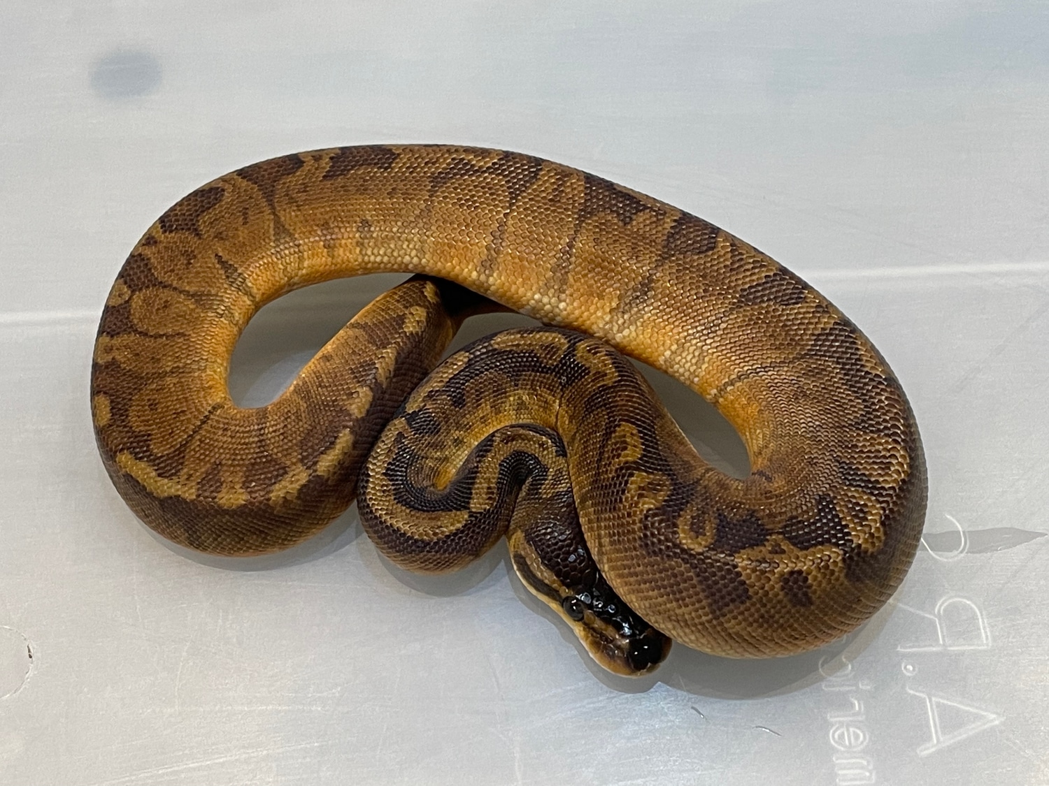 Sunset Ball Python by Brock Wagner Reptiles - MorphMarket