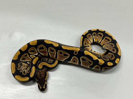 Het Sunset Ball Python by Brock Wagner Reptiles