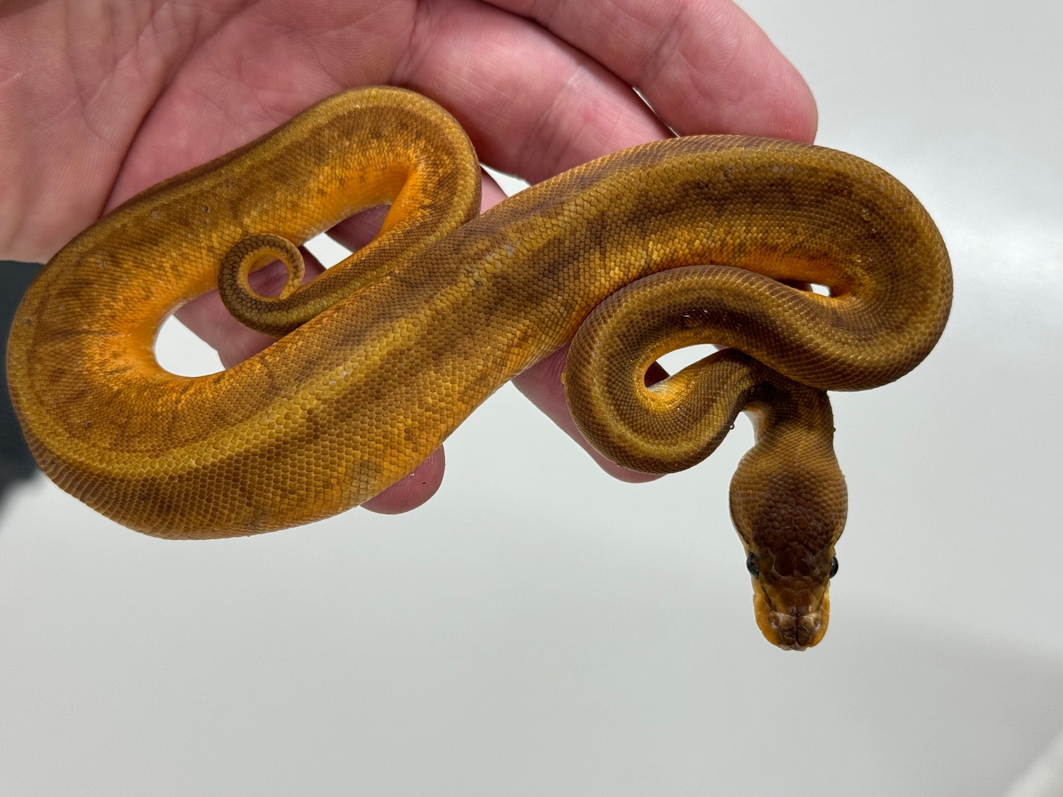 Pinstripe Yellowbelly Sunset Ball Python by Brock Wagner Reptiles ...