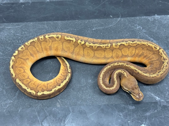 Sunset Spotnose Ball Python by Brock Wagner Reptiles