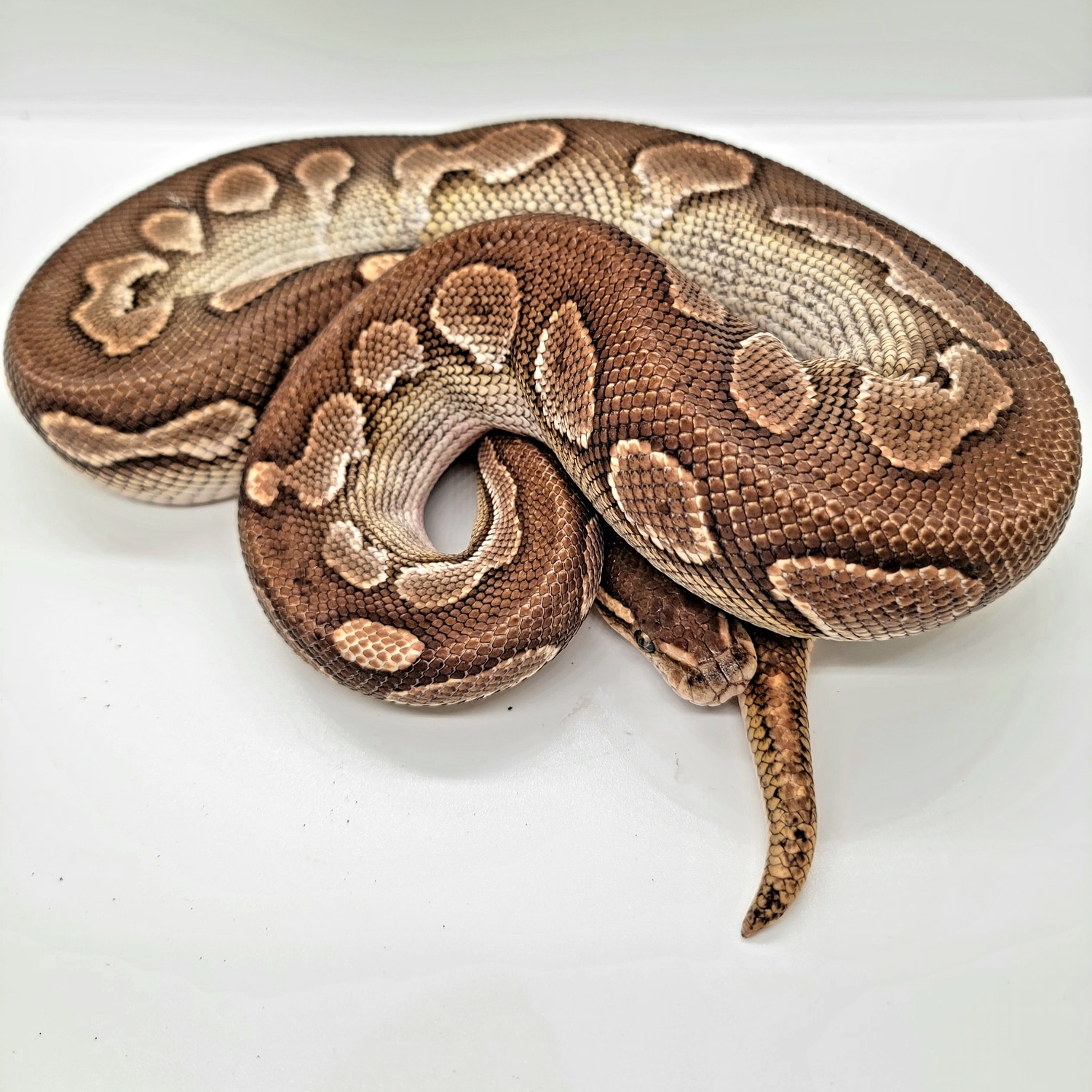 Blackhead Lesser Red Gene Ringer Ball Python by Campbell's exotics ...