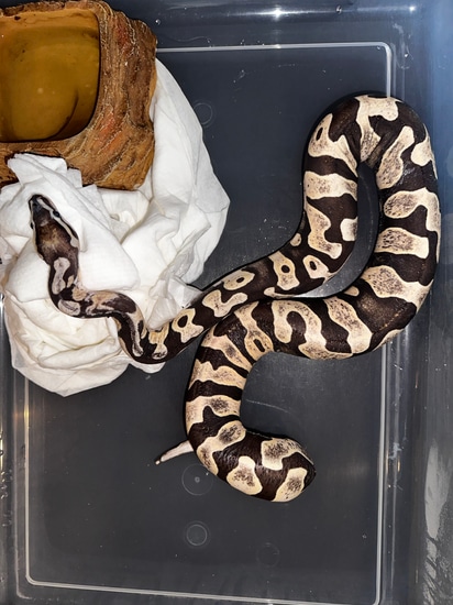 Super Scaleless Head Ball Python by Sinister Snakes