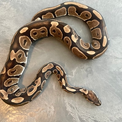 美品✨アメリ AMERI CLOUDY PYTHON ALL IN ONE AMERI CLOUDY PYTHON ALL IN ONE 新品 アメリ