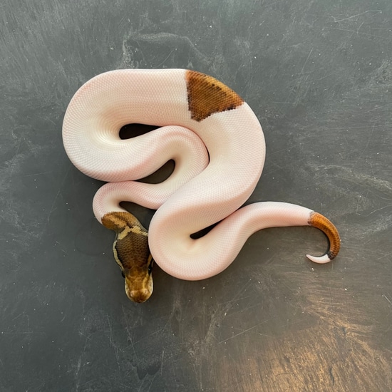 Cin Pied PH Lav Ball Python by Infinity Critters