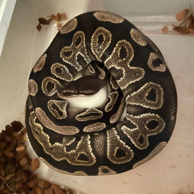 美品✨アメリ AMERI CLOUDY PYTHON ALL IN ONE Vanilla Axanthic (VPI) Het Clown Ball Pythons by Monroe