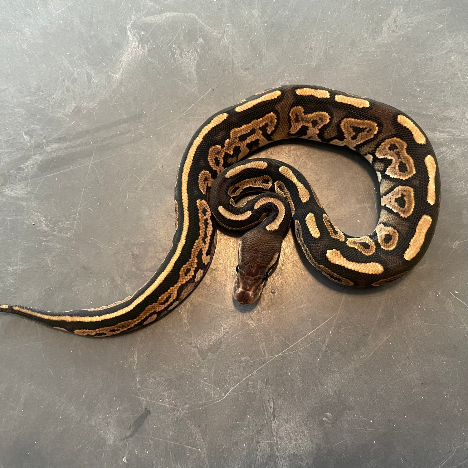 Cin Het Pied PH Lavender Albino Ball Python by Infinity Critters ...