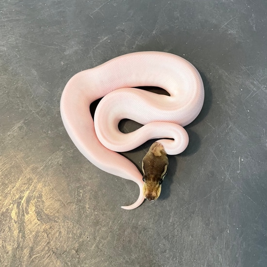 Boo-Cinnamon Axanthic (VPI) Piebald Ball Python by Infinity Critters