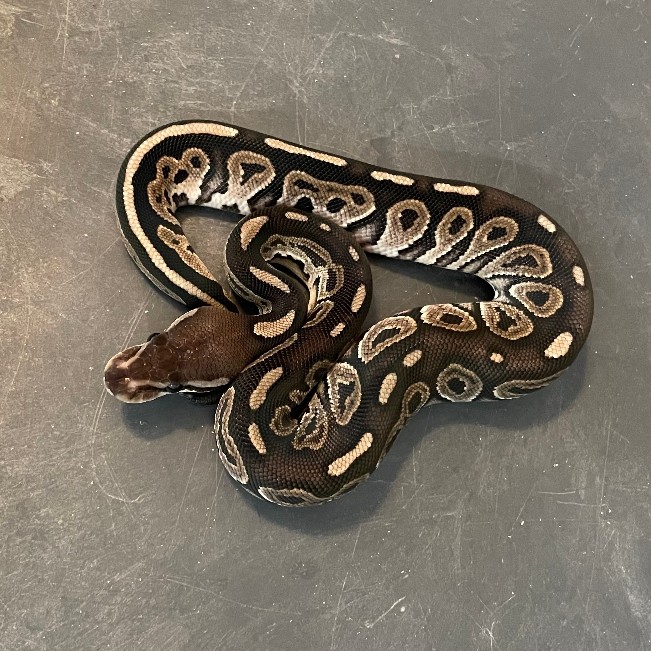美品✨アメリ AMERI CLOUDY PYTHON ALL IN ONE Cinnamon Axanthic (VPI) 66% Het Piebald Ball Pythons by