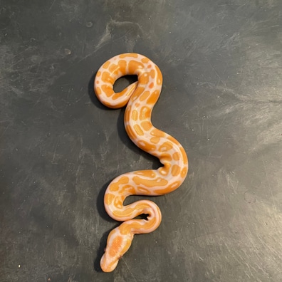 Cinnamon Axanthic (VPI) 66% Het Piebald Ball Pythons by