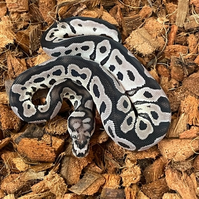 Cinnamon Axanthic (VPI) 66% Het Piebald Ball Pythons by