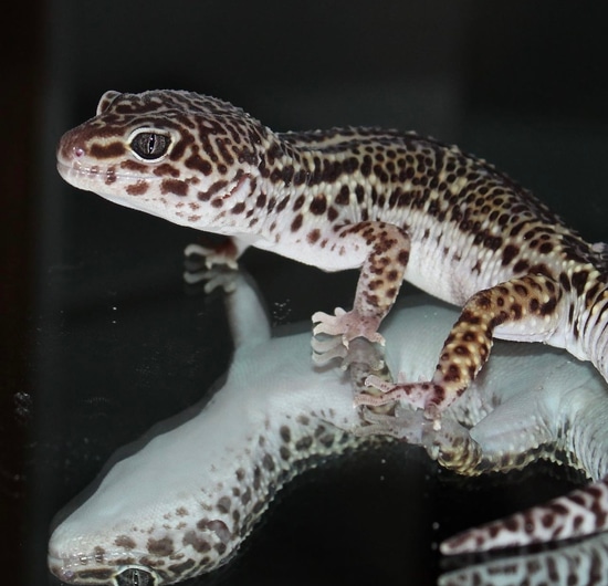 Mack Snow X Black Night Leopard Gecko For Sale – HHCT