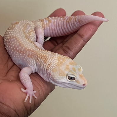 Albino (Rainwater) Leopard Geckos For Sale - MorphMarket US
