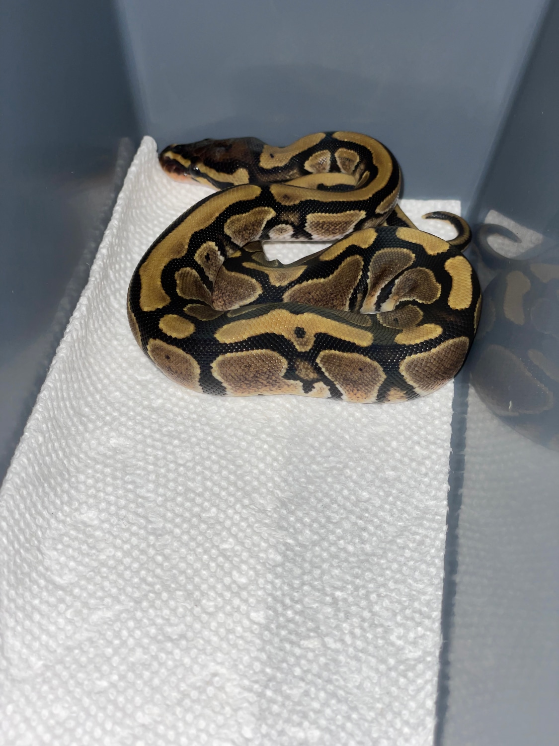 Normal Het Pied Pos. Caramel Albino Ball Python by ...