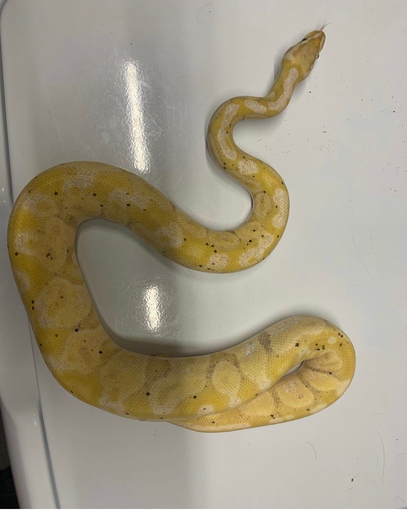 Banana Pastel Ball Python by BrooklynExoticReptiles MorphMarket