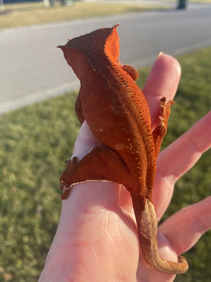 Stunning Red Patternless Crested Gecko By Dragon Momma Cresties