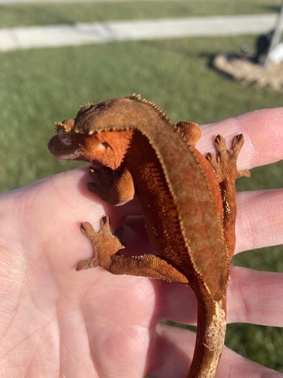 Gorgeous Red Patternless Crested Gecko by Dragon Momma Cresties