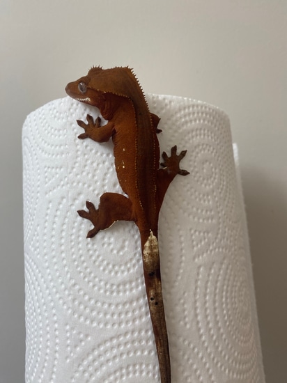 Cherry Blossom рџњё Red Patternless Crested Gecko By Dragon Momma Cresties