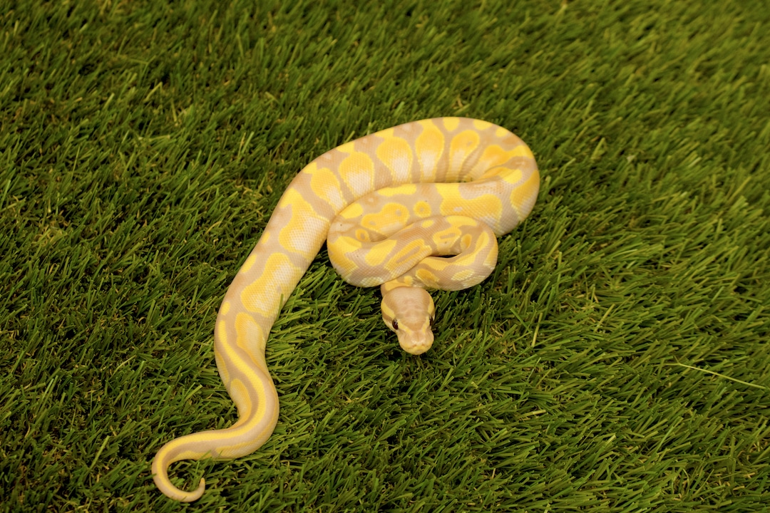Banana, 100 Het Piebald Ball Python by Brooks' Balls MorphMarket