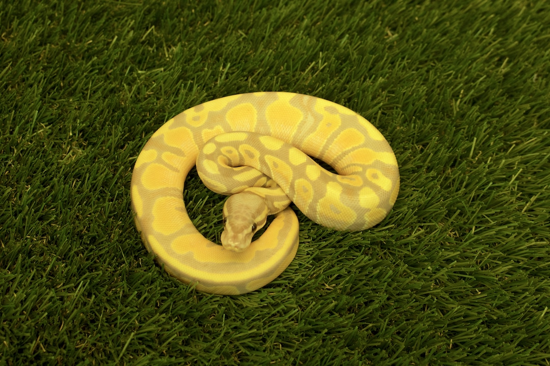 Banana, 100 Het Piebald Ball Python by Brooks' Balls MorphMarket