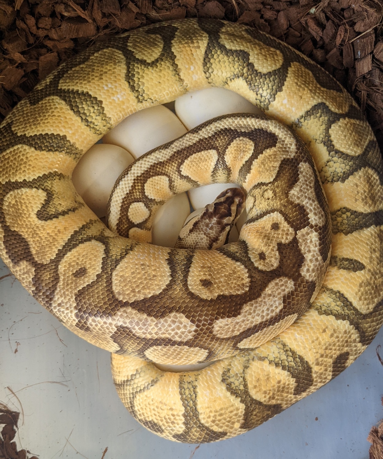 Ball Python Clutch: 2022-2 by Durham Reptiles, Exotics, And More ...