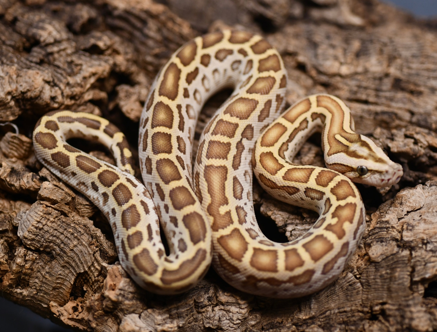 Hypo 100% Het Labyrinth Burmese Python by Hardknock Herpetoculture ...