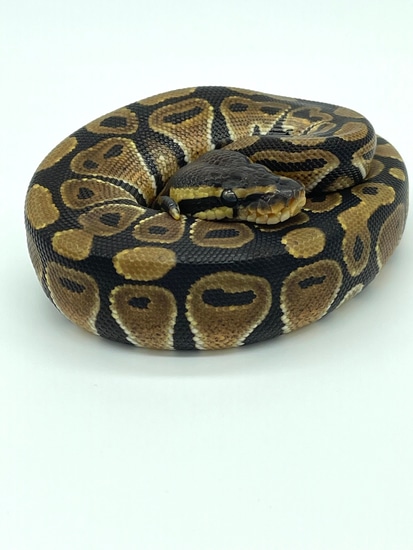 Normal Ball Python by Browns Exotics