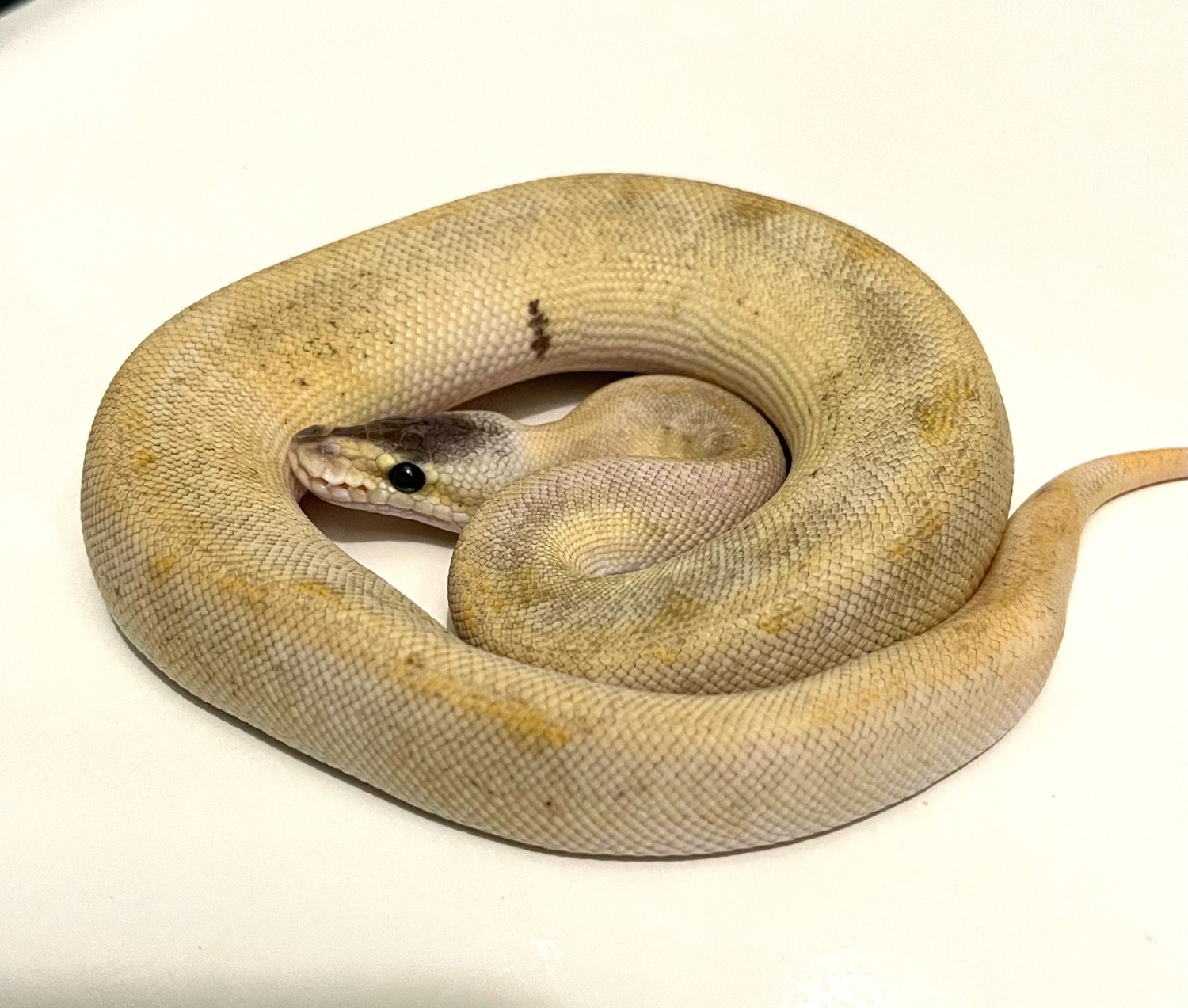 Champagne Pastel Ball Python by Browns Exotics - MorphMarket