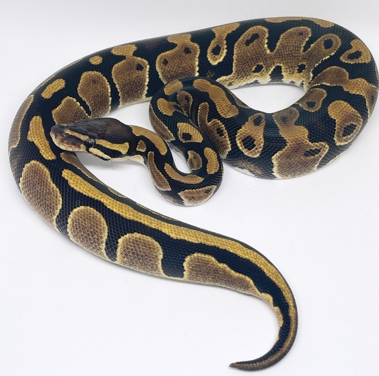 Normal 100% Het Ultramel 100% Het Piebald Ball Python by Plus Ultra Pythons