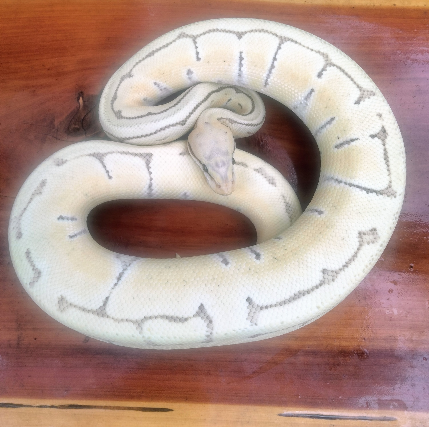 Desert Ghost Enchi Lemon Blast Ball Python by Brozzos Reptiles ...