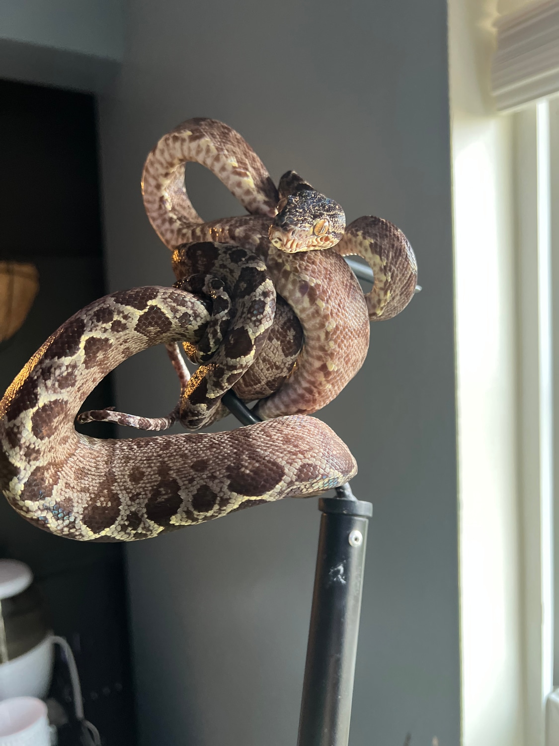 Established Male Garden Phase Amazon Tree Boa by Bruno’s Exotics MorphMarket