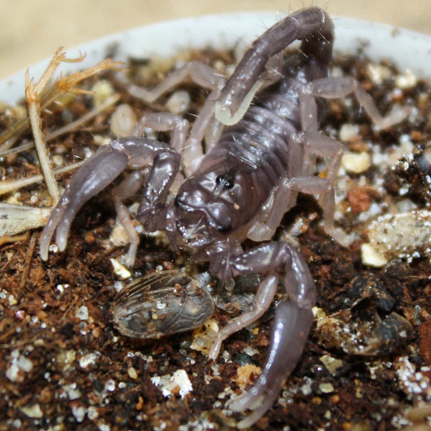Gigantometrus Swammerdami (Giant Indian Forest) CB Scorpion by Arachnid