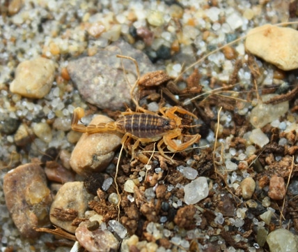 Hottentotta Gentili Ziz Clade (Rare!) Scorpion by Arachnid Rarities ...