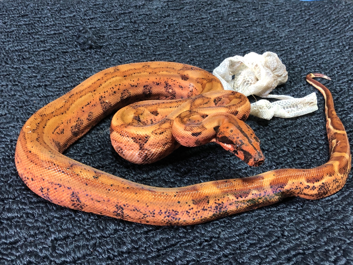 Blood Jungle Breeder Boa Constrictor by Gunlock MorphMarket