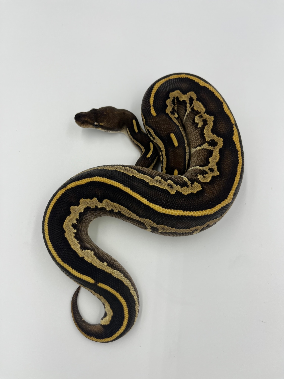 Blackhead Leopard Mojave Red Gene Ringer Gene Yellow Belly Ball Python ...