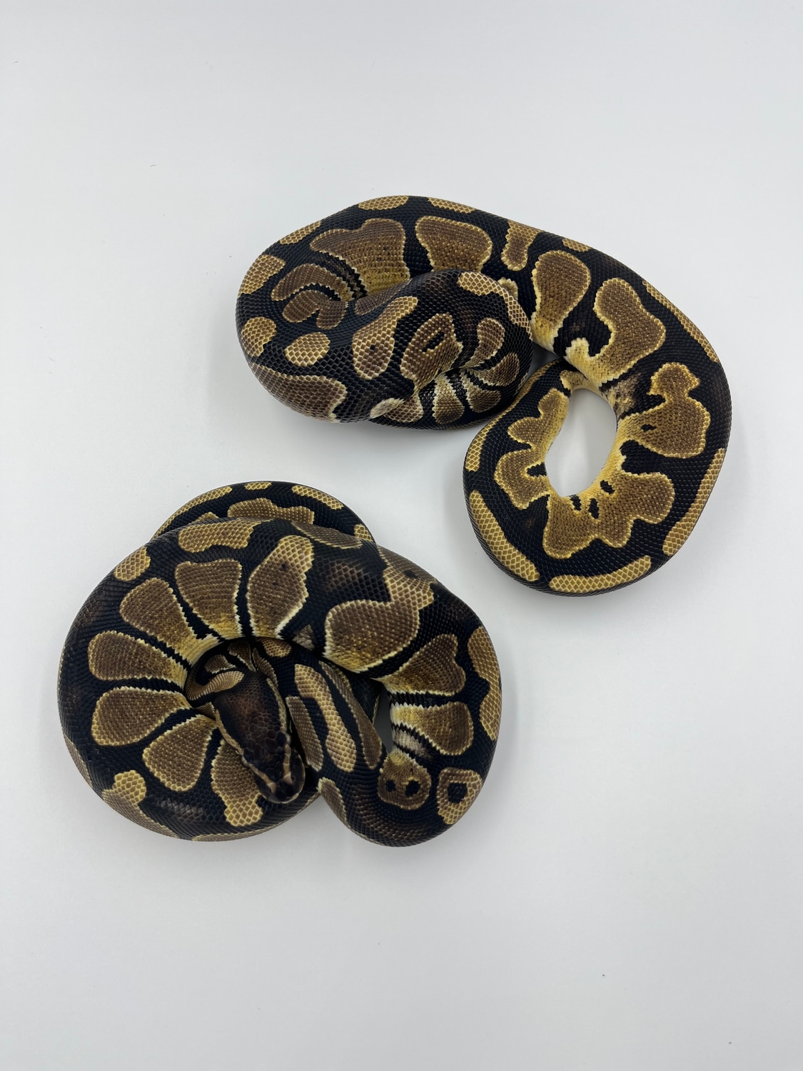 Double Het Desert Ghost Piebald Pair Ball Python by Finest Royal ...
