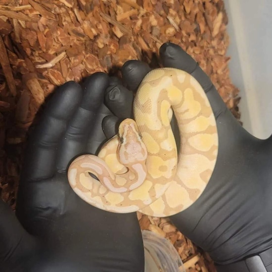 Banana Enchi Pastel Ball Python by PNW Reptilez