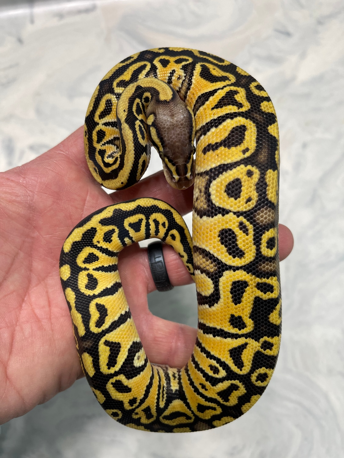 Pastel Vanilla Hurricane Ball Python by Twisted Morphs MorphMarket
