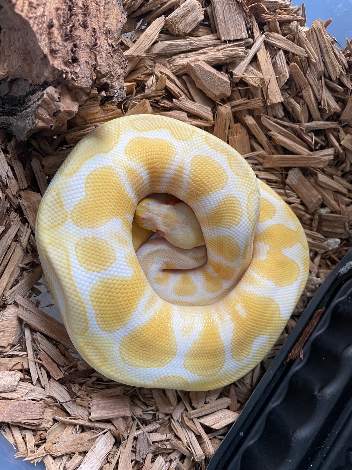 Albino Ball Python by BDi Reptiles - MorphMarket