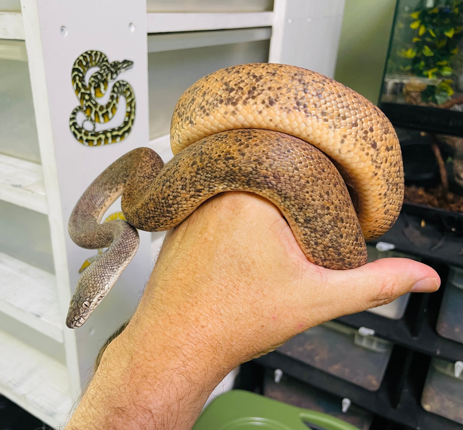 1.1 Savu Pythons More Python by BDi Reptiles - MorphMarket