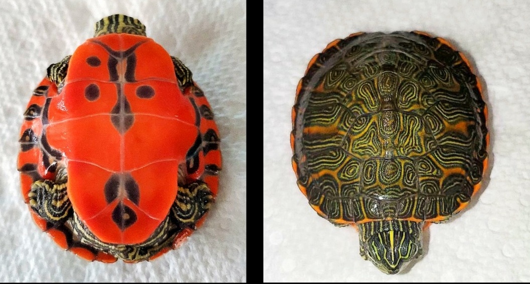 Northern Red-Bellied Cooter Turtle by Corn Snaken - MorphMarket