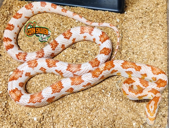2019 Amelanistic Het Scaleless Anery Ph Strawberry Sunkissed Caramel ...
