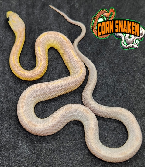 Red Factor Snake 2022 Pair Red Factor Ghost Sunkissed Stripe Corn Snake by Corn Snaken