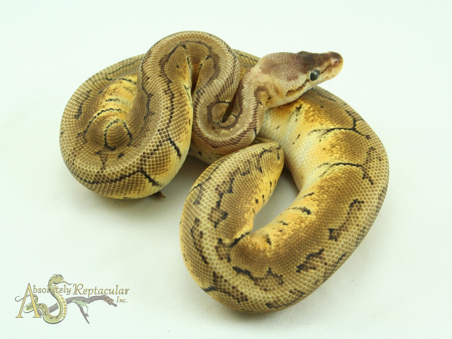 Lemon Blast Ball Python by Absolutely Reptacular - MorphMarket