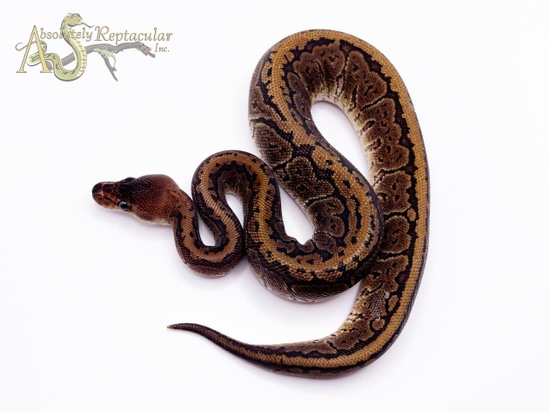 Mahogany Pinstripe Ball Python by Absolutely Reptacular
