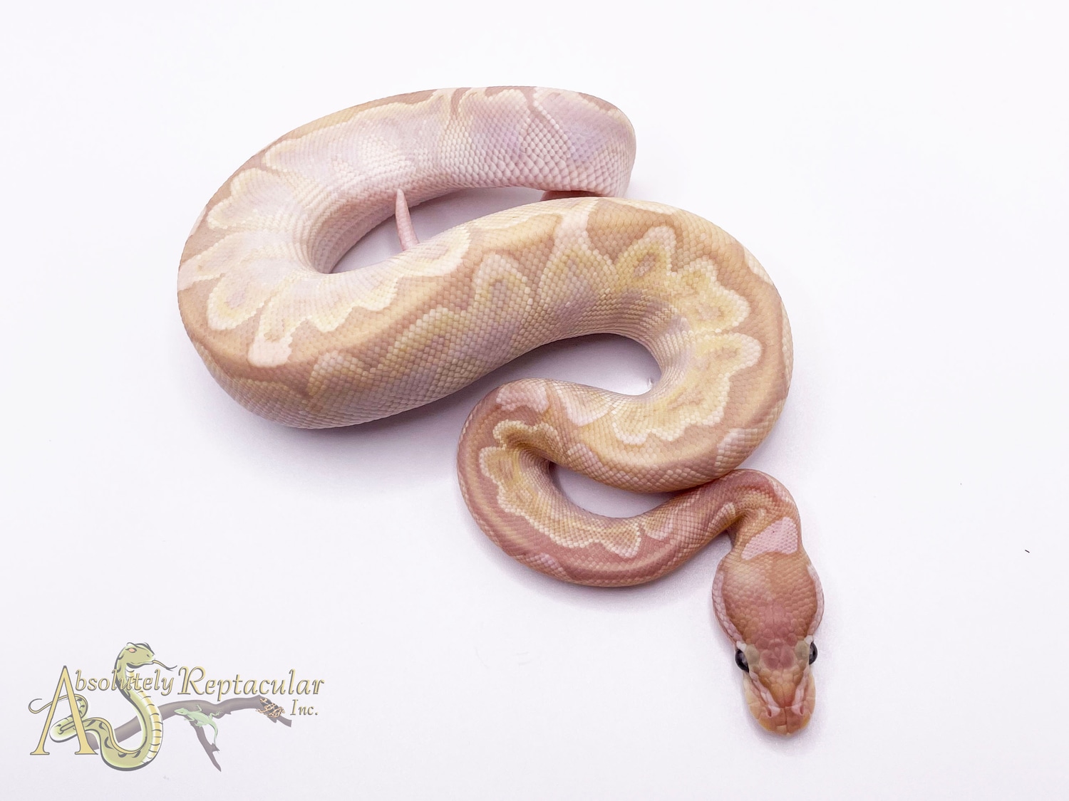 Banana Bamboo Pos Pastel Ball Python by Absolutely Reptacular - MorphMarket