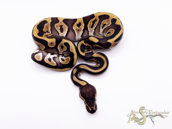 Phantom Leopard Ball Python by Absolutely Reptacular