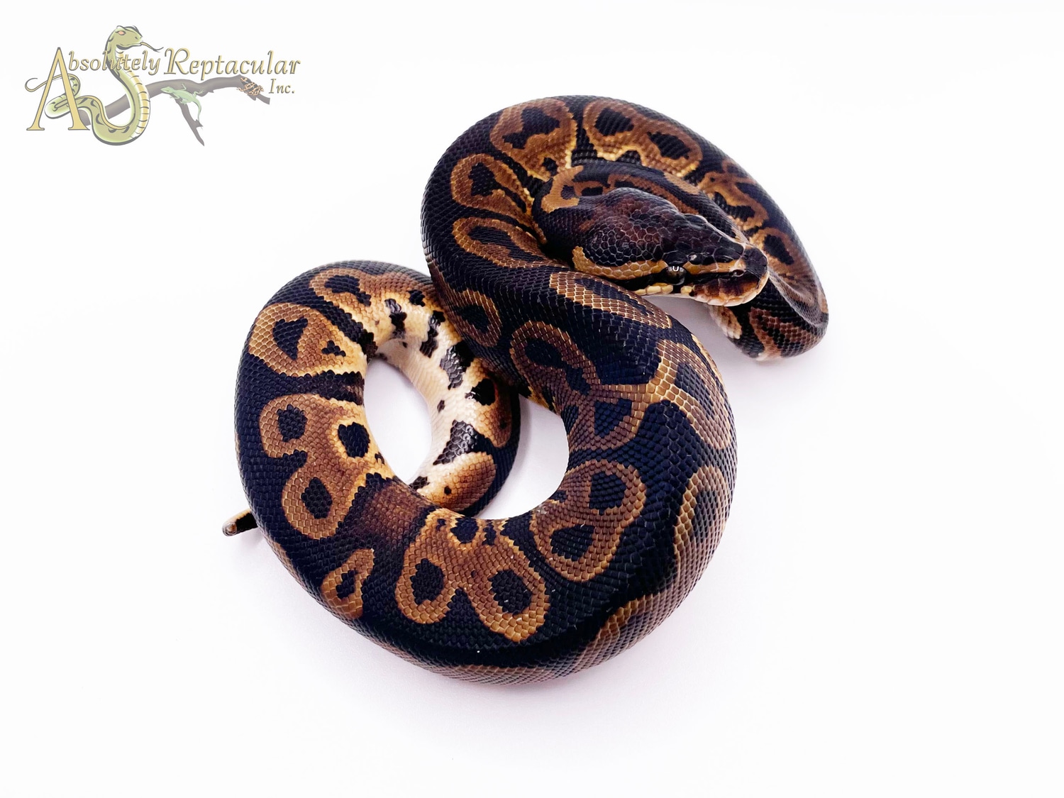 Leopard Ball Python by Absolutely Reptacular - MorphMarket