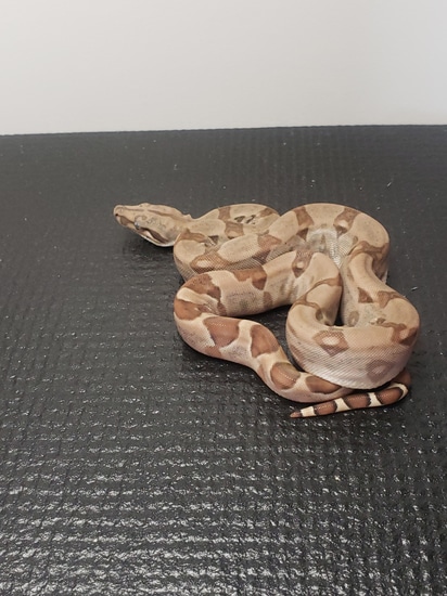 Hypo Jungle Boa Constrictor by Bryant Rhodes Reptiles