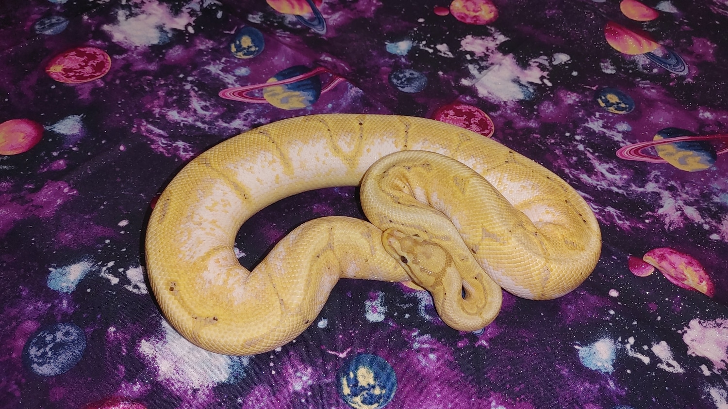 Banana Enchi Spider Ball Python by Balls by the Sea MorphMarket