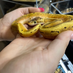Byrnes's Python Brynn’s pythons - MorphMarket